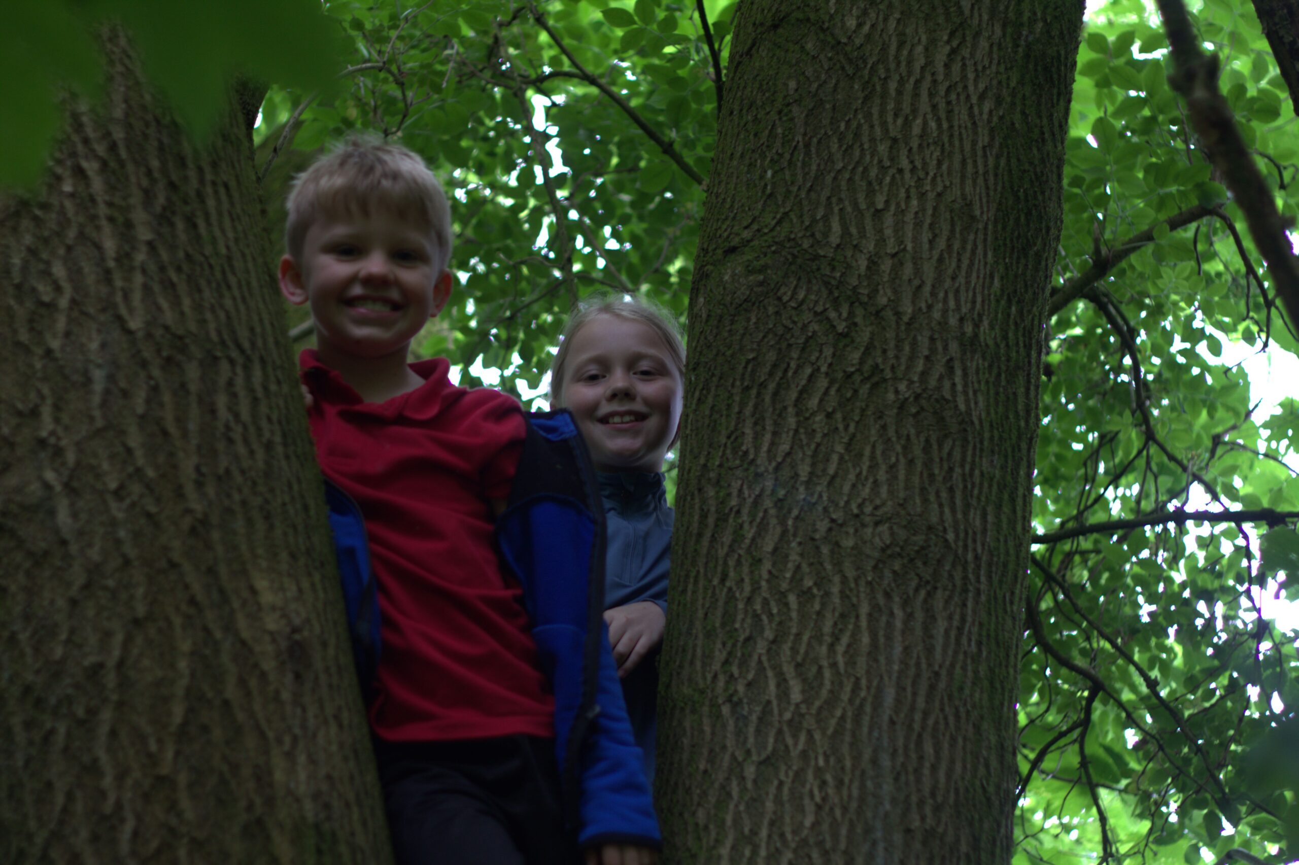 Forest Camps - Wed 28th of Oct 2026 (7 - 12 year olds) - Image 4