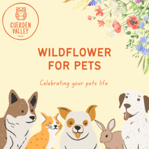 Wildflowers For Pets